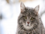 Un gato con nieve en el cuerpo