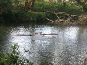 Postal: Hipopótamos en el río Tsavo, en el Parque Nacional de Tsavo West, Kenia