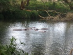 Hipopótamos en el río Tsavo, en el Parque Nacional de Tsavo West, Kenia