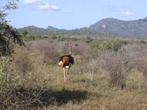 Postal: Un avestruz en el Parque Nacional de Tsavo West, Kenia