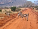 Grupo de cebras cruzando un camino en Kenia