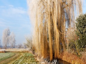 Árbol seco en invierno