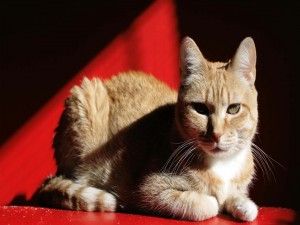 Postal: Un gato iluminado por el sol