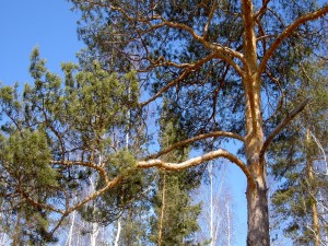 Las ramas de un pino