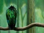 Plumas verdes de un pájaro