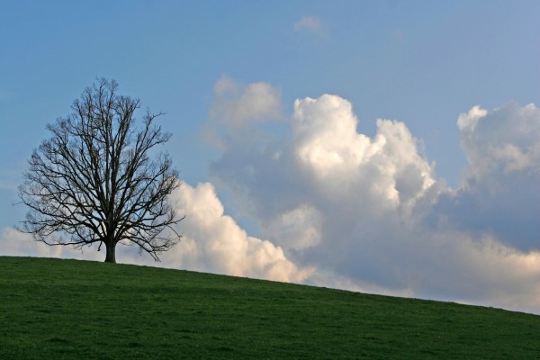 Un árbol sin hojas en la hierba verde