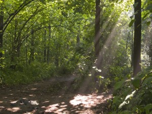 Rayos de sol en el bosque