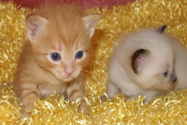 Bebés gato en una alfombra amarilla