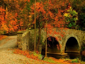 Un camino y un puente con hojas caídas