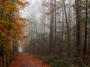 Paseo por el bosque en otoño