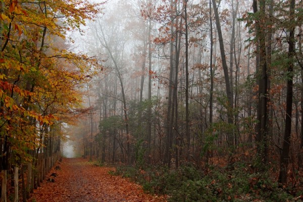 Paseo por el bosque en otoño