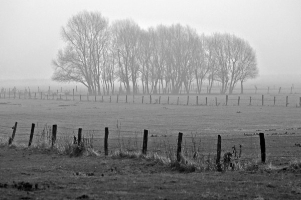 Foto de árboles en blanco y negro