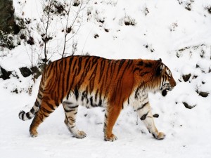 Postal: Gran tigre andando en la nieve