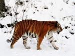 Gran tigre andando en la nieve