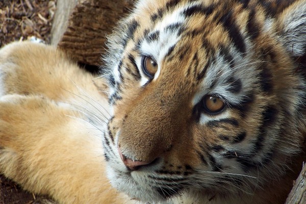 Cara de un tigre joven