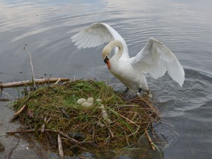 Postal: Un cisne en su nido