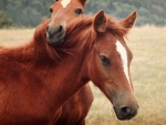 Dos caballos amigos