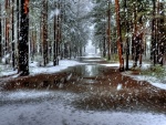 Nieve cayendo en el bosque