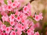 Flores con pétalos rosa