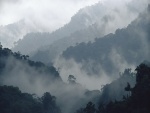 Niebla entre la vegetación