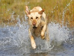 Perro corriendo por el agua