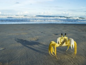 Postal: Cangrejo amarillo en la playa