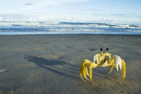 Cangrejo amarillo en la playa