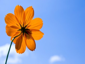 Tallo de una flor naranja
