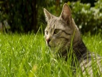 Gato grande en la hierba