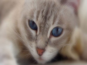 Postal: Gato con los ojos azules