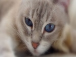 Gato con los ojos azules
