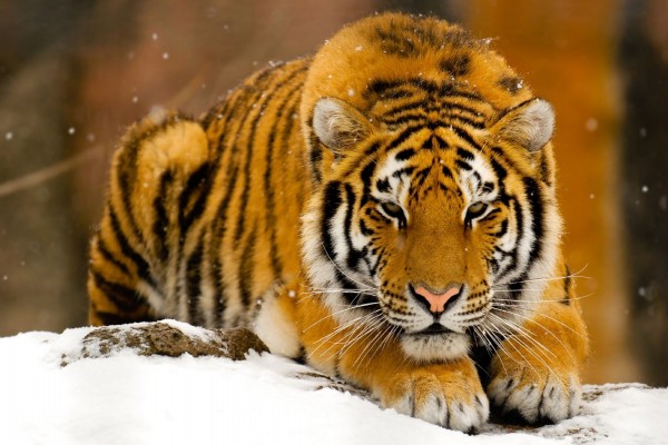 Tigre tumbado en la nieve