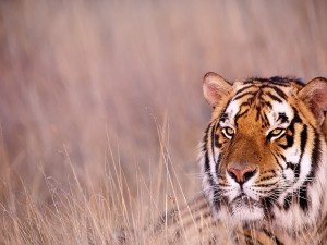 Postal: Tigre con la mirada atenta