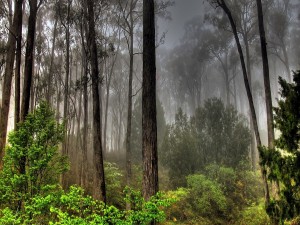 Postal: Niebla gris en el bosque