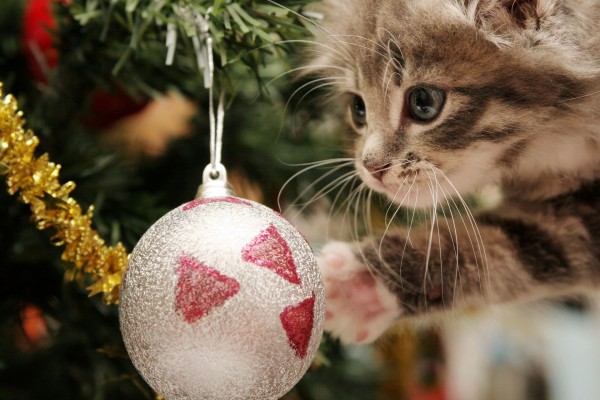 Gatito mirando una esfera de Navidad