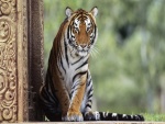 Tigre con mirada vigilante