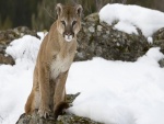 Puma sobre una roca en la nieve