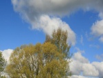 Nubes sobre los árboles verdes