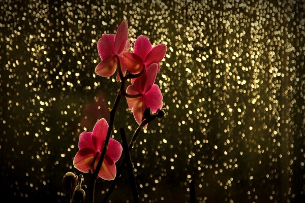 Orquídeas y luces