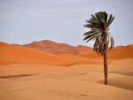Solitaria palmera en el desierto