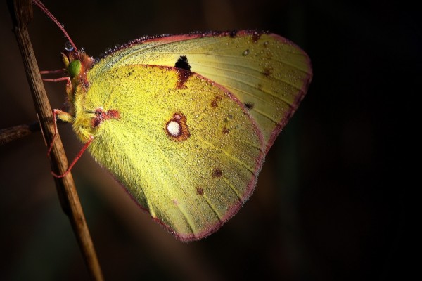 Mariposa con alas amarillas sobre una rama