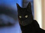 Gato negro con largos bigotes