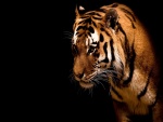 Tigre en la oscuridad