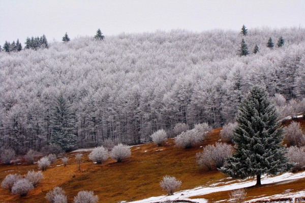 Bosque en invierno (Rumania)