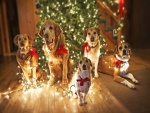 Perros con luces junto al arbol de Navidad