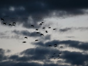 Aves en el cielo gris