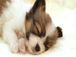 Perrito dormido en la alfombra blanca