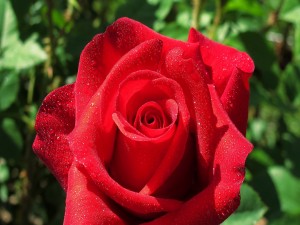 Rosa roja con gotas de agua