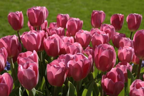Tulipanes rosas en la hierba