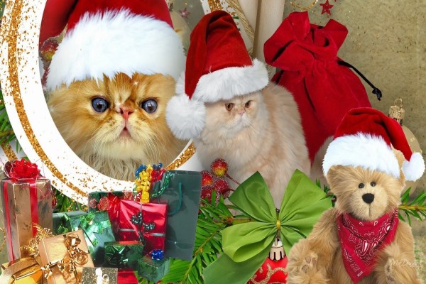 Gatitos con gorros de Papá Noel